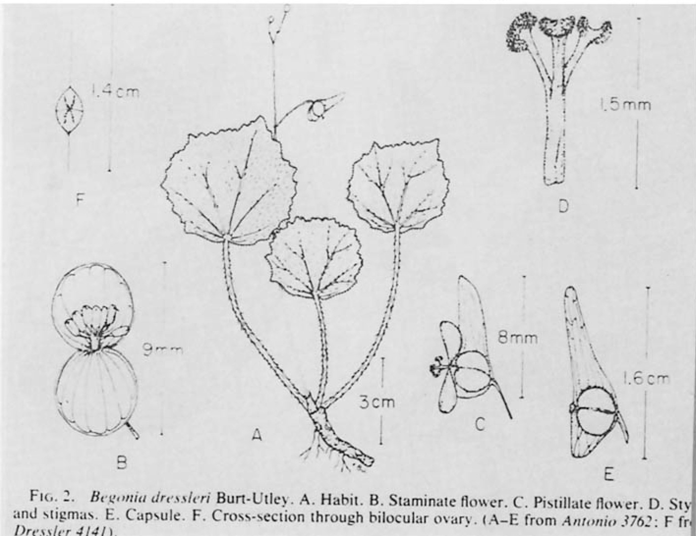 B. dressleri